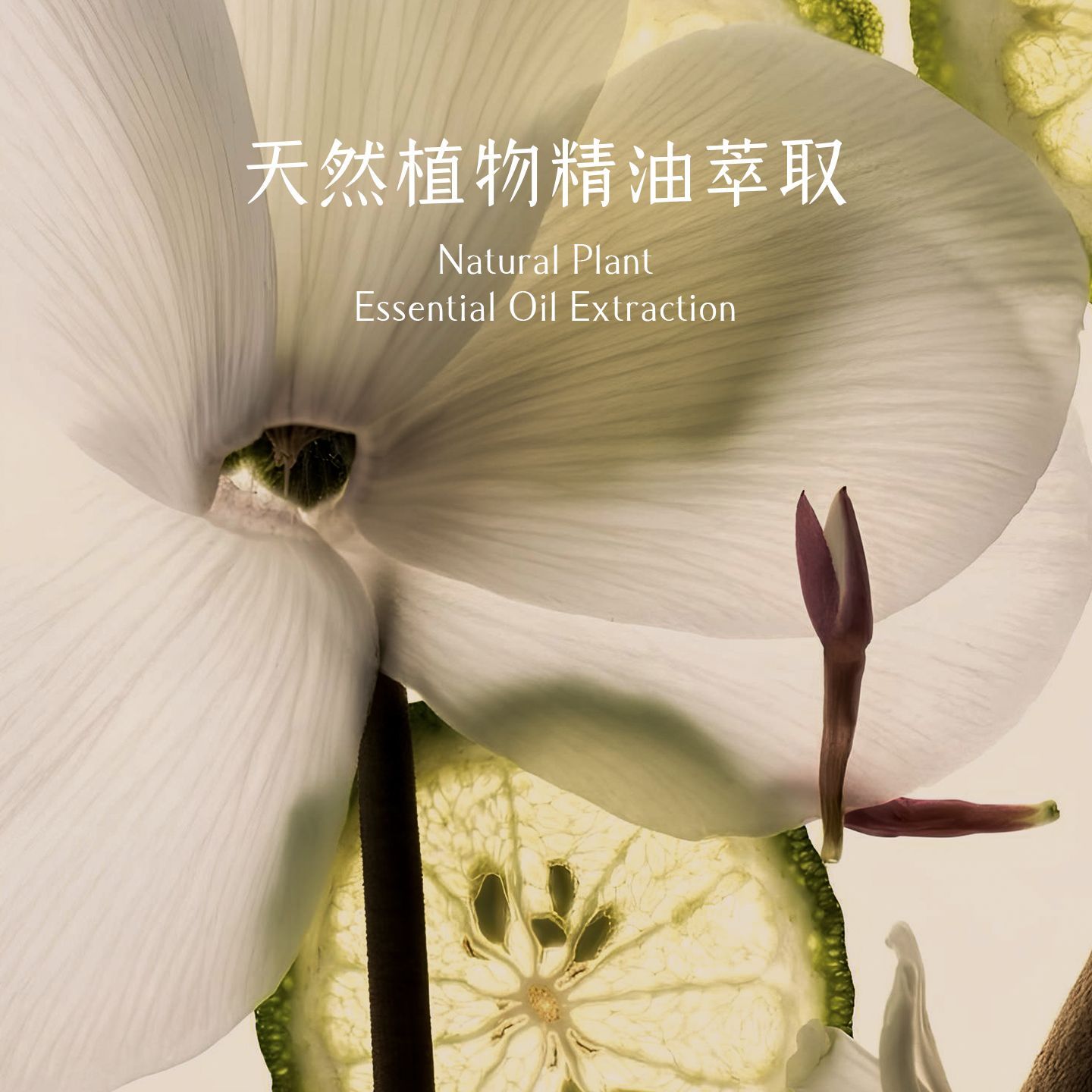 Aromatherapie-Kerze für den In – Home Fragrance Gel Bewertung und Preis